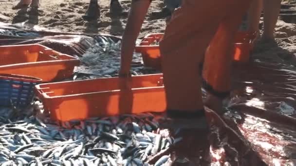 新鮮な魚や漁師の山の容器に投げ込む ミッドショット — ストック動画