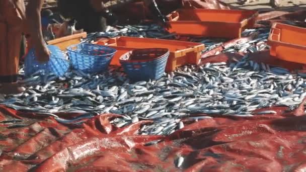 Mensen Verzamelen Vers Gevangen Vis Van Het Strand Tussenschot — Stockvideo