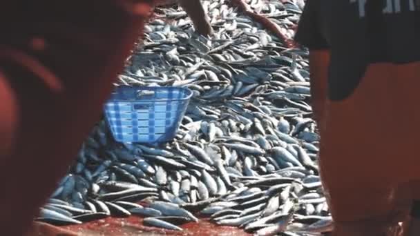 April 2023 Lissabon Portugal Nyfångad Fisk Ryckande Stranden Nätet Mittskott — Stockvideo