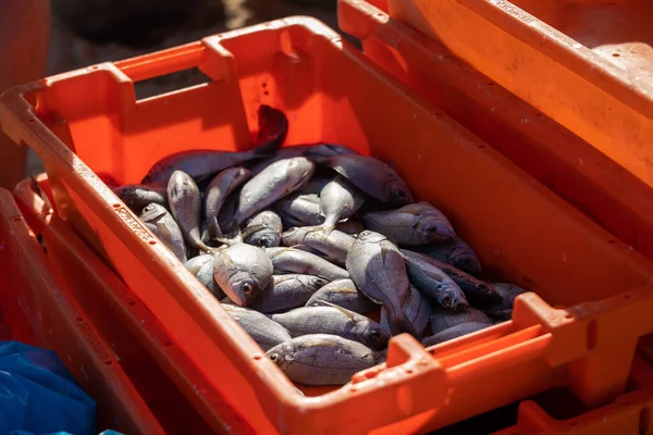 Freshly Caught Fish Red Container Mid Shot — Stock Photo, Image