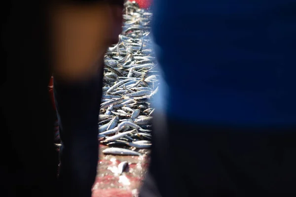Pile Freshly Caught Fish Blurred Silhouettes Fishermen Mid Shot — Stock Photo, Image