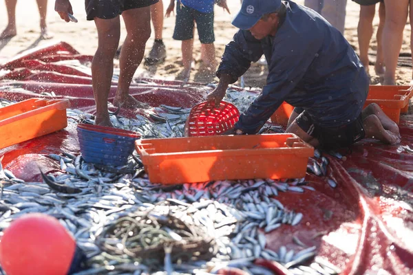 April 2023 Lisbon Portugal Pile Freshly Caught Fish Shore Man — Stock Photo, Image