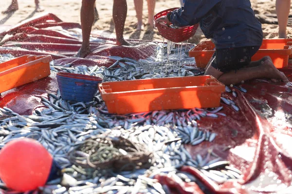 海岸で獲れたばかりの魚の山 コンテナに魚を集める男 ミッドショット — ストック写真
