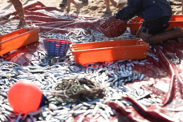 Pile Freshly Caught Fish Seashore Man Collecting Fish Containers Mid — Stock Photo, Image