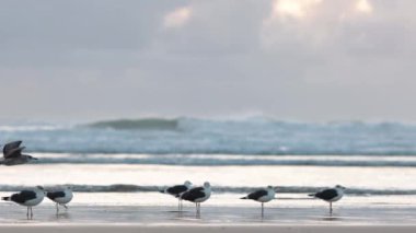 Gün batımında deniz kenarındaki martılar. Orta çekim