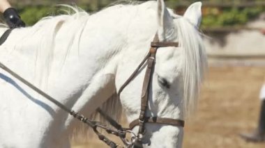 Beyaz eyerli at dışarıda, arenada. Orta çekim