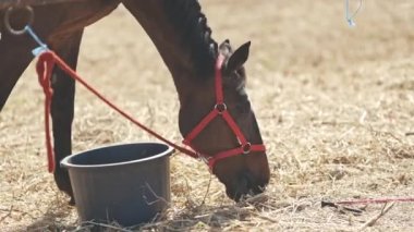 Ağızlığında beyaz bir şerit olan kahverengi bir at ahırda saman yiyor. Orta çekim