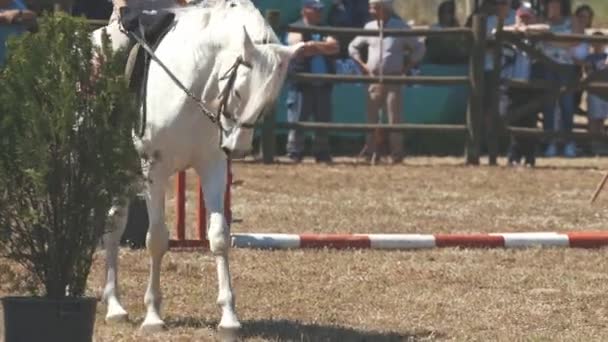 Een Persoon Paard Die Arena Loopt Tussenschot — Stockvideo
