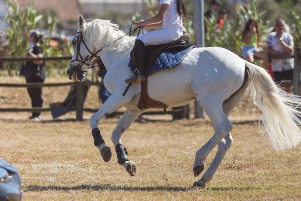 馬術スポーツ 小さな女の子は牧場で白い馬に乗っています ミッドショット — ストック写真