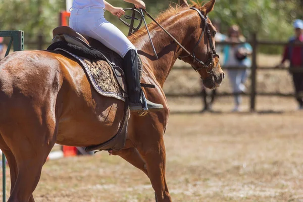 Конный Спорт Человек Форме Верхом Коричневой Лошади Ранчо Средний Выстрел — стоковое фото