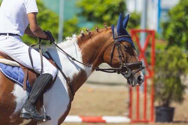 Esporte Equestre Cavalo Marrom Branco Chapéu Tricotado Com Cavaleiro Cavalo — Fotografia de Stock
