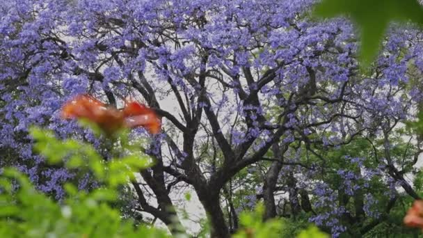 公園内にはジャカランダのミモシフォリアの木が咲いています ミッドショット — ストック動画