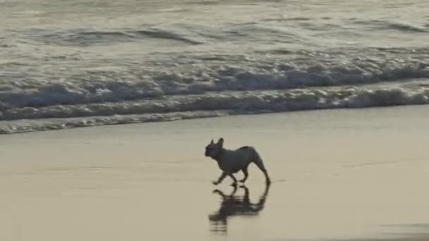 Fransk Bulldogg Stranden Början Solnedgången Mittskott — Stockvideo