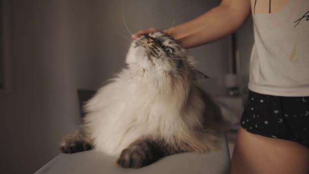 Petting Peloso Carino Grande Gatto Mid Shot — Video Stock