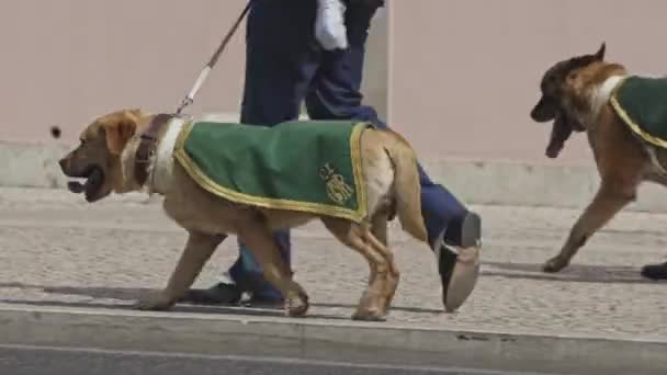Junio 2023 Lisboa Portugal Perros Guía Capas Verdes Acompañan Guardia — Vídeos de Stock