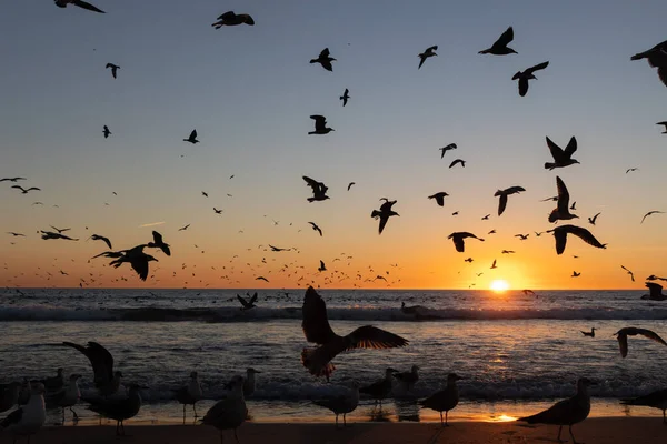 Möwen Fliegen Bei Hellem Sonnenuntergang Über Das Meer Mittelschuss — Stockfoto