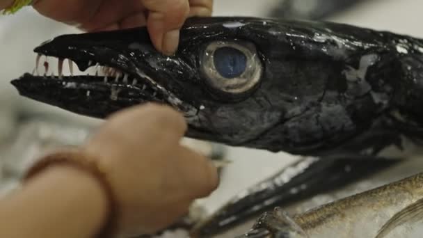 黒いキャバード魚 ポルトガルの黒い魚は鋭い歯をしています ミッドショット — ストック動画