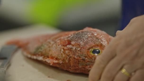 Şef Kırmızı Balığı Pullardan Temizler Orta Çekim — Stok video
