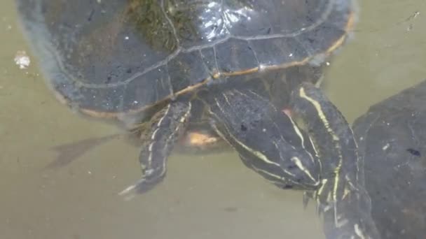 Turtle Pond Park Mid Shot — Stock Video