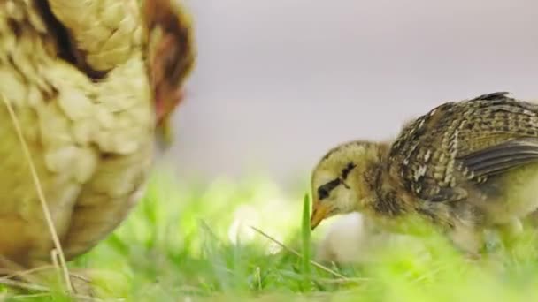 Kuřata Matka Pasou Trávě Střední Snímek — Stock video