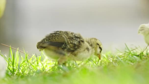 Cute Little Chickens Grazing Grass Mid Shot — Stock Video
