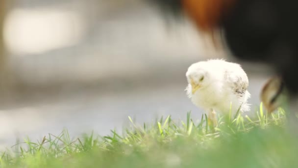 Cute Little Chickens Grazing Field Mid Shot — Stock Video