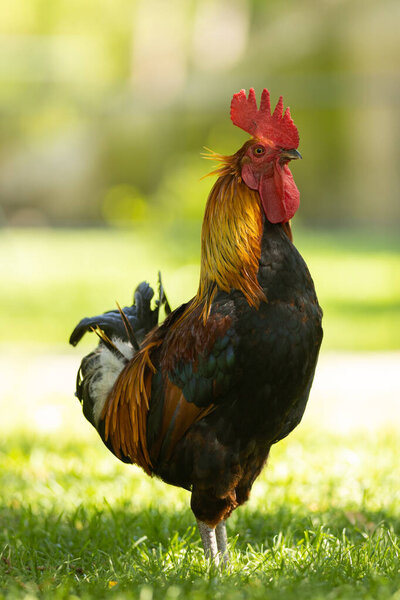A rooster stands on green grass. Vertical shot