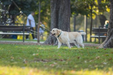 Beyaz bir köpek bir parktaki çimlerin üzerinde dinlenirken ya da uzanırken görülüyor, doğada bir an için dinlenirken..