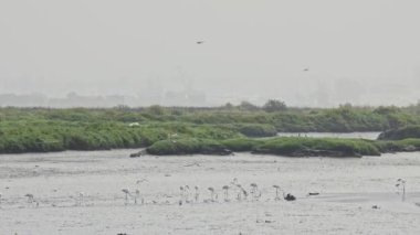 Farklı bir kuş - flamingo ve diğerleri - bataklıkta dinleniyor - arka planda iskele vinçleri, telefoto çekimleri
