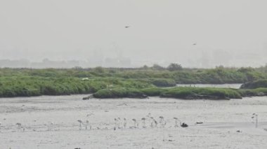 Farklı bir kuş - flamingo ve diğerleri - bataklıkta dinleniyor - arka planda iskele vinçleri, telefoto çekimleri