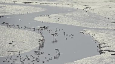 Farklı bir bataklık kuşu sürüsü - flamingo Portekiz bataklığında dinleniyor - Lizbon yakınlarında, telefoto vuruşu