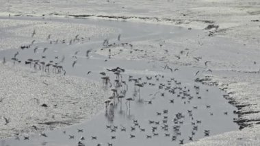 Bir kuş sürüsü - Portekiz bataklığında yiyecek arayan fok balıkları ve beyaz ve pembe flamingo, telefoto vuruşu.