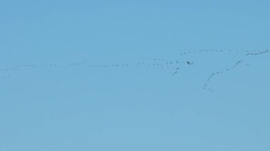 Bir uçan kaz sürüsü baharda mavi gökyüzünde uçar - kuşlar eve döner - telefoto vuruşu