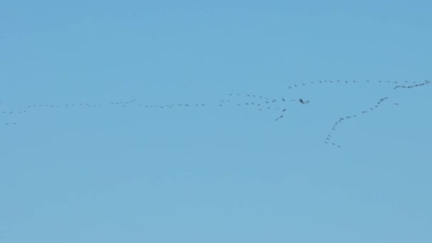 春天的时候 一群飞鸟在蓝天上飞翔 鸟儿回到家 心灵感应射击 — 图库视频影像