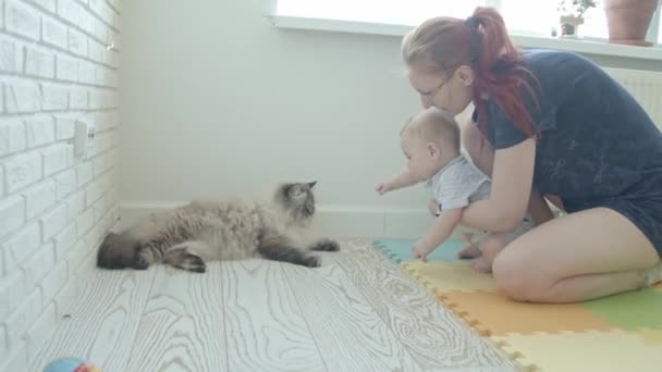Kızgın Kediyle Oynamak Isteyen Küçük Bir Bebek Annesi Onu Kediden — Stok video
