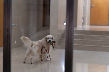 Altın Labrador merdivenlerde sahibini bekliyor, tasmasını tutuyor, gece çekimi.