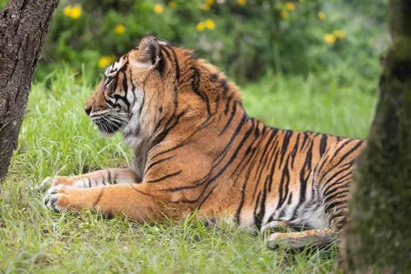 A tiger laying in the grass next to a tree