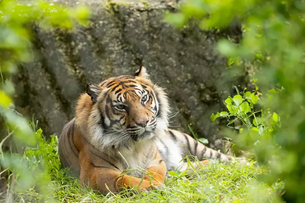A tiger is laying down in the grass