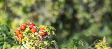 Parktaki Rose Rosehip - metin için yer - kapat