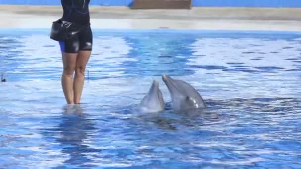 Женщина Дельфином Бассейне Шоу Зоопарке Телефото — стоковое видео