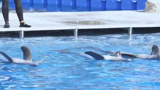 Grupo Golfinhos Nadando Uma Piscina Telefoto — Vídeo de Stock