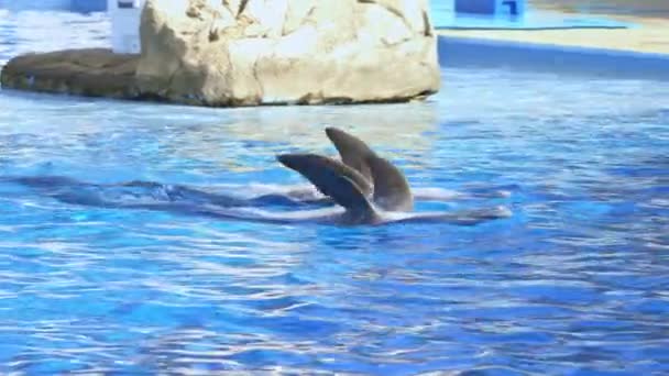 Een Paar Dolfijnen Zwemmen Tassen Een Zwembad — Stockvideo