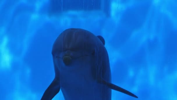 Delfín Nadando Acuario Con Agua Azul Bajo Agua — Vídeo de stock