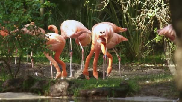 一群粉红的火烈鸟站在旁边 — 图库视频影像