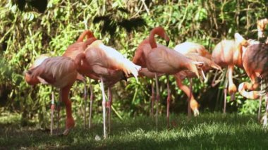 Bir grup flamingo yemyeşil bir tarlanın tepesinde duruyor.