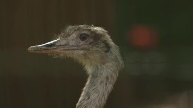 Bulanık arkaplanı olan bir devekuşunun yakın çekimi