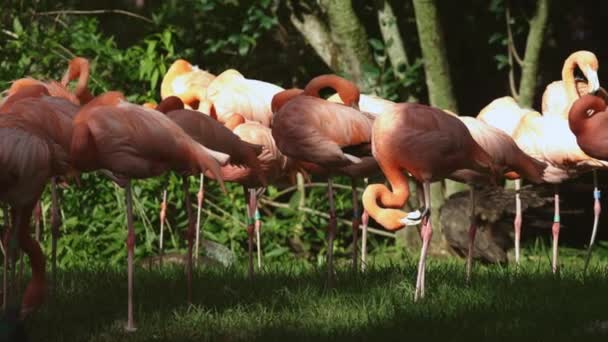 Grupo Flamingos Rosa Cima Campo Verde Exuberante — Vídeo de Stock