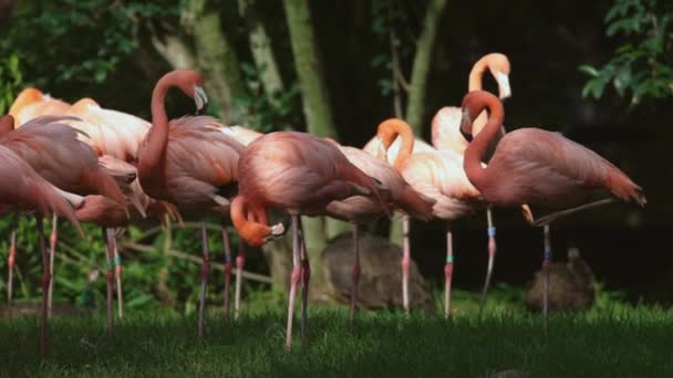 Group Pink Flamingos Standing Row — Stock Video