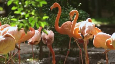 Yan yana duran bir grup pembe flamingo.