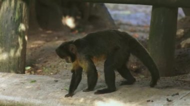 Hayvanat bahçesinde beton bir levhada yürüyen bir maymun.